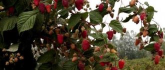 Fruiting of remontant raspberries