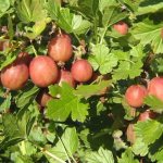 Fruiting shoot of gooseberry Jubilee