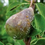 Fruit rot on pear fruits
