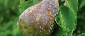Fruit rot on pear fruits