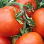 &#39;A prolific variety with a telling name - the &quot;Visibly-Invisibly&quot; tomato: setting yield records&#39; width=&quot;800