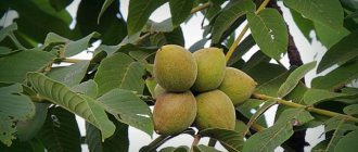 Manchurian nut fruits