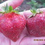 Fruits of garden strawberries Tsarina