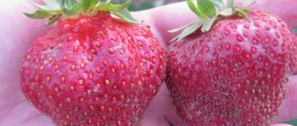Fruits of garden strawberries Tsarina
