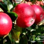 Плоды сорта «Красное раннее» небольшие по размерам, но отличаются высокими вкусовыми характеристиками и красивым внешним видом