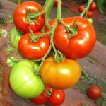 плоды томата красным красно