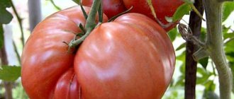 Pros and cons of the Khlebosolny tomato