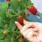 According to reviews of domestic summer residents, the Krasa Rossii raspberry (pictured) not only has numerous advantages, but also has disadvantages characteristic of most “Kichinovo” varieties