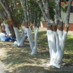 Whitewashing trees in the garden - why it is needed and timing