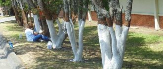 Whitewashing trees in the garden - why it is needed and timing