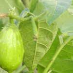Why do eggplants turn green: what to do and can they be eaten?