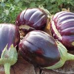 &#39;Why do summer residents like the Black Beauty variety of eggplant