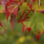 почему деревья осенью сбрасывают листья