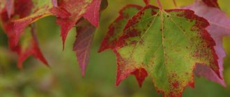 Why do trees shed their leaves in autumn?