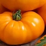 &#39;Why farmers love the Orange Elephant tomato so much&#39; width=&quot;800