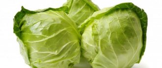 Why is cabbage bitter and what to do about it?