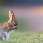Why do rabbits sneeze