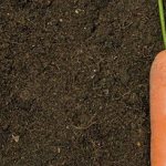 Почему морковь корявая растет