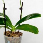 Why an orchid does not bloom and how to persuade it to send out a new arrow