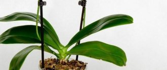 Why an orchid does not bloom and how to persuade it to send out a new arrow