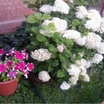 why doesn&#39;t hydrangea grow?
