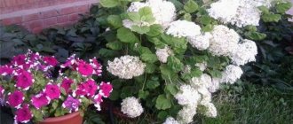 why doesn&#39;t hydrangea grow?