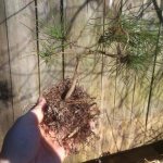 why you can’t plant a spruce near your house