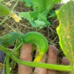 Why crooked cucumbers grow: possible reasons, solutions to the problem and recommendations
