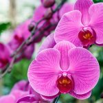 Почему сохнет стебель орхидеи