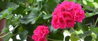 Why do geranium leaves dry out? Caring for geraniums at home for beginners 