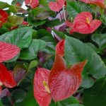 why do anthurium have small leaves and flowers