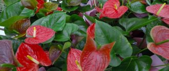 why do anthurium have small leaves and flowers