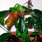 Why do gardenia leaves turn yellow, blacken and fall off?