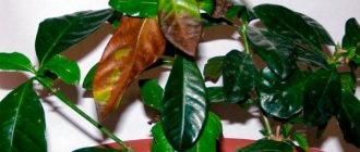 Why do gardenia leaves turn yellow, blacken and fall off?