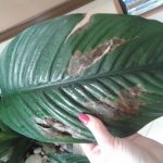 Why do spathiphyllum leaves turn black, yellow, and dry - what to do?