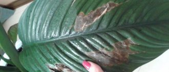 Why do spathiphyllum leaves turn black, yellow, and dry - what to do?
