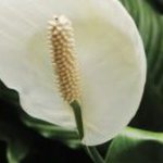why do spathiphyllum leaf tips turn yellow?