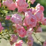 Почвопокровные розы: фото и названия, лучшие сорта