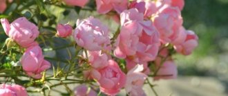Ground cover roses: photos and names, best varieties