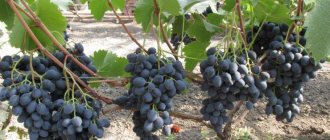 A selection of the best holistically sustainable grape varieties and recommendations for their selection
