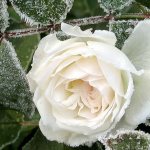 Preparing roses for winter - pruning rules and how to cover roses for the winter
