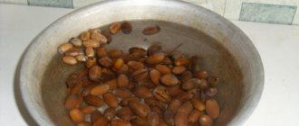 preparing acorns for germination