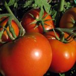 Feeding tomatoes with boron