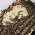Feeding bees in the fall with sugar syrup: timing, features, recipes