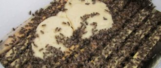 Подкормка пчел осенью сахарным сиропом: сроки, особенности, рецепты приготовления