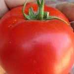 Подробное описание помидоров Линда F1 - особенности плодов и семян