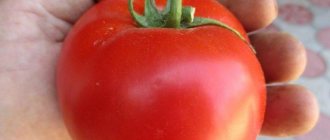Detailed description of Linda F1 tomatoes - features of fruits and seeds