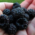 Blackberry-like aronia raspberries have become increasingly common in gardens and home gardens in recent years.