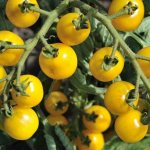 Indicators of tomato yield per bush