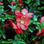 Beneficial properties of Japanese quince and contraindications